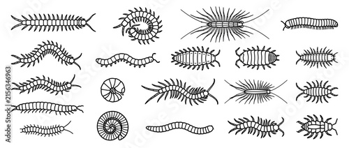 Collection of Millipede and Centipede Illustrations