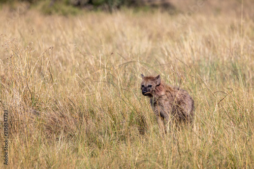 Photography A spotted hyena standing in tall grass and looking back