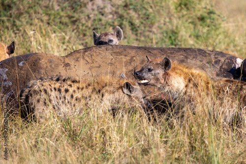 Fotografie Spotted hyenas crowding around a carcass
