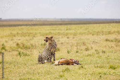 Obraz na plátně Cheetah sitting alert beside a gazelle carcass on the open grassland