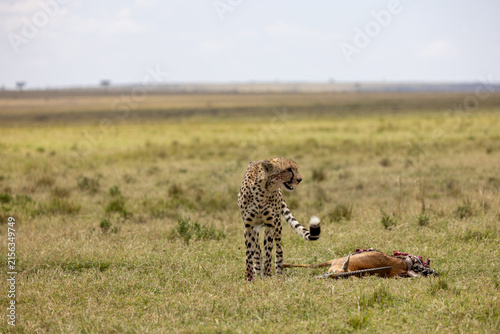 Cuadro en lienzo Cheetah standing over a gazelle carcass and grooming its paw