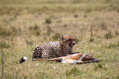 Canvas Print Cheetah lying beside its gazelle kill on the grassland