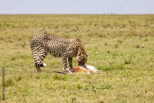 Canvas Print Cheetah lowering its head to feed on a gazelle kill