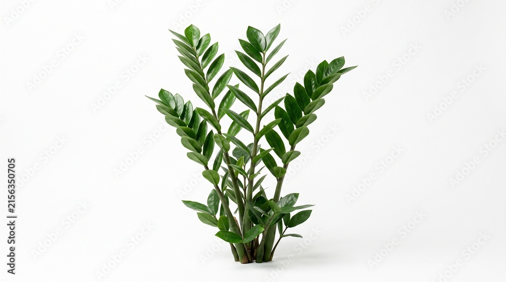 Fototapeta premium A vibrant green Zamioculcas zamiifolia, the popular ZZ plant, a resilient indoor houseplant. Against white, it embodies the concept of natural elegance and botanical decor