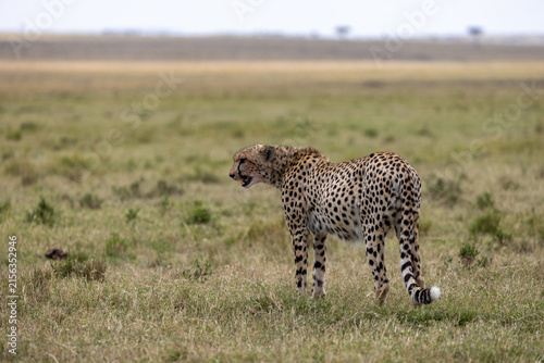 Cuadro en lienzo Cheetah walking across the grassland with mouth open under an overcast