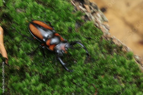 фотографія A stunning male Thai Golden Hart Stag Beetle (Rhaetulus crenatus speciosus) with its distinctive orange-and-black elytra and curved jaws, resting on vibrant green moss