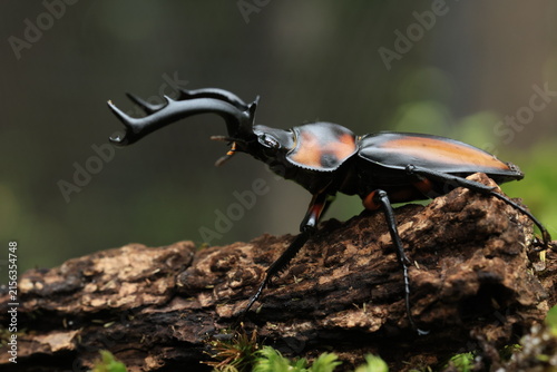 Thai Golden Hart Stag Beetle (Rhaetulus crenatus speciosus) ,one of the most beautiful stag beetles in Thailand.