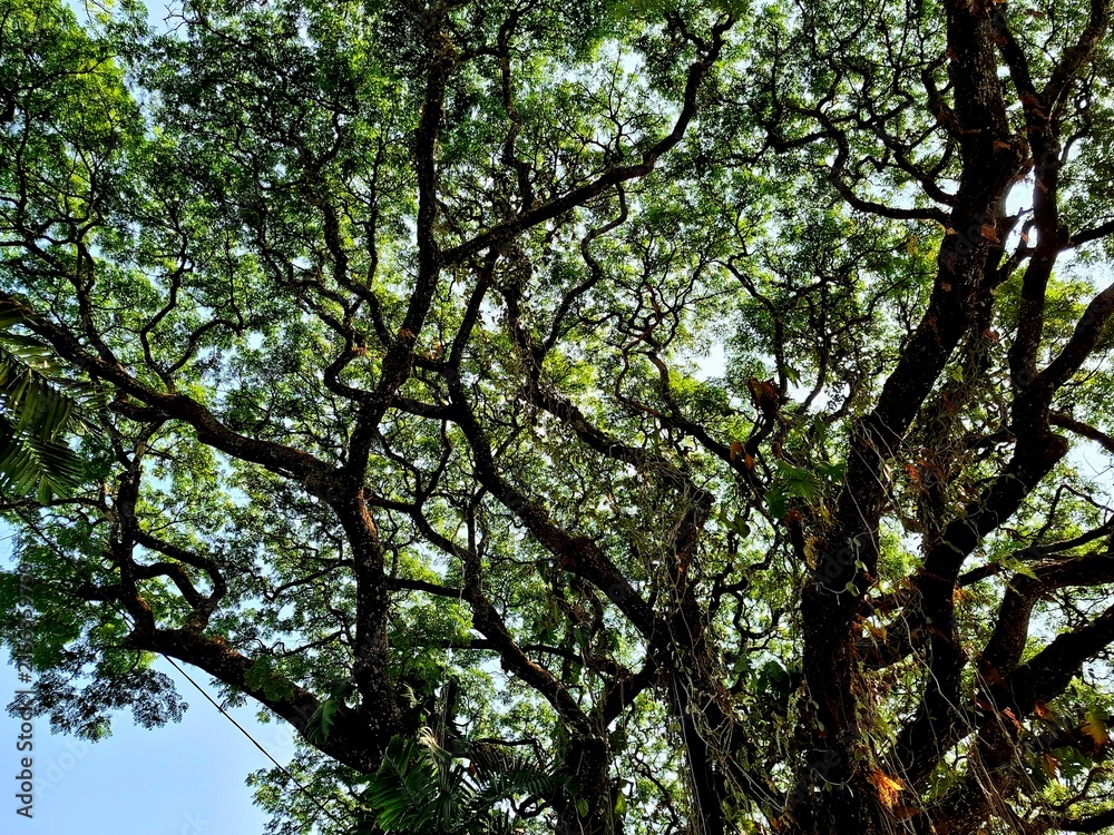 Fototapeta premium Foliage and branches laden with bright green leaves create a beautiful natural scene under the brilliant sunlight. A view from beneath the trees—suitable as a nature or outdoor background.