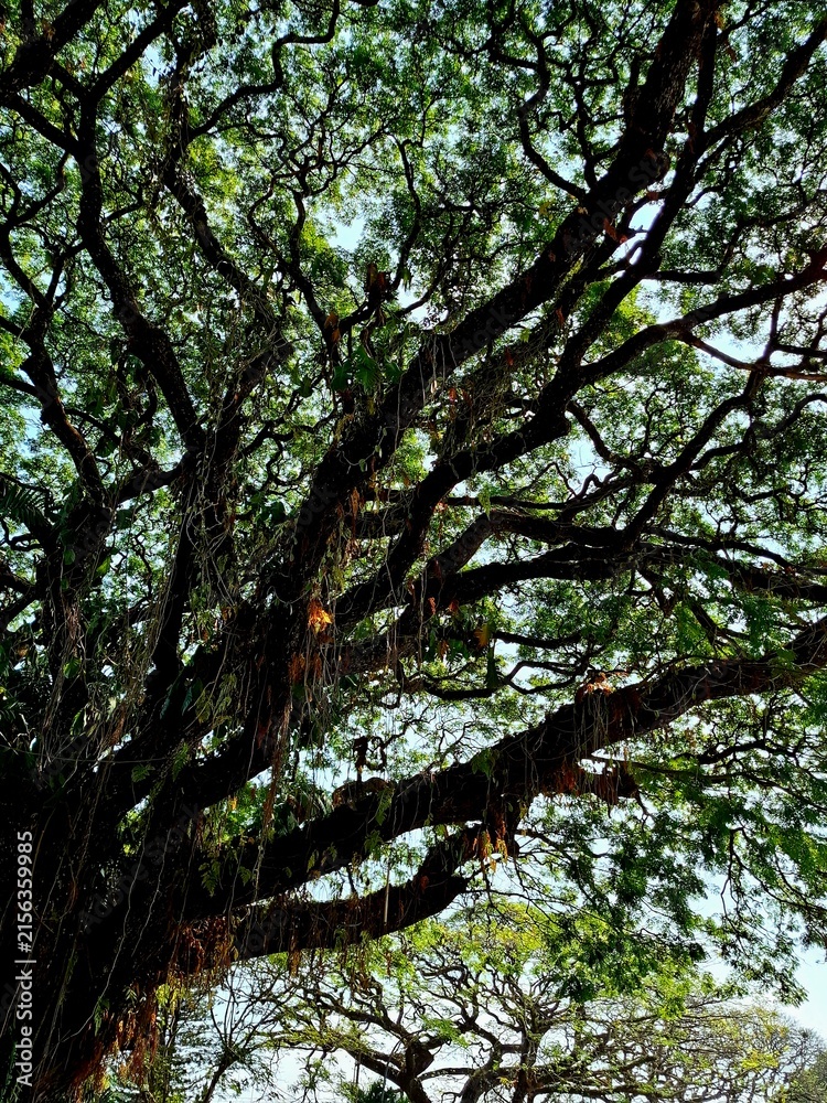 Fototapeta premium Foliage and branches laden with bright green leaves create a beautiful natural scene under the brilliant sunlight. A view from beneath the trees—suitable as a nature or outdoor background.