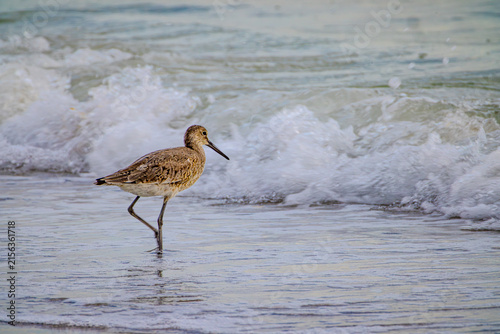 Принти на полотні Short-billed Dowitcher Wading in Ocean Surf