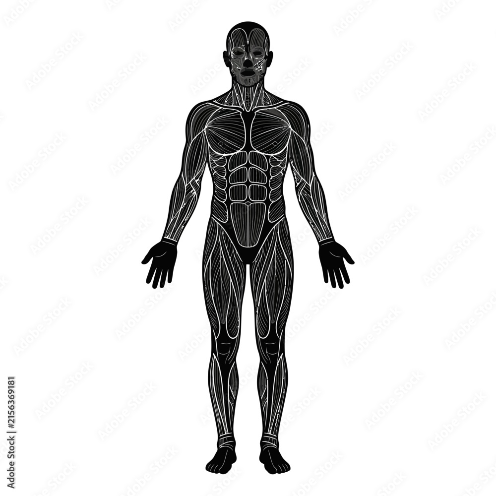 Fototapeta premium 3D Rendered Human Skeleton Anatomy Illustration with Muscles, Bones, Spine, Heart and Skull for Medical Science and Biology Visualization