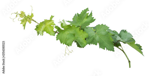 Grape branch on transparent background.Grapevine.