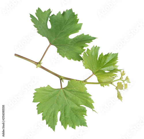 Grape branch on transparent background.Grapevine.