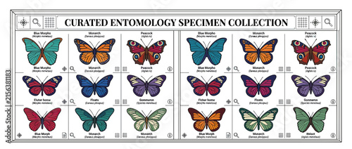Collection of Various Butterfly Specimens Isolated on Transparent Background