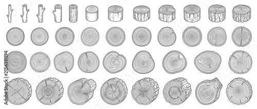 Collection of Wood Sections and Tree Rings Illustrations