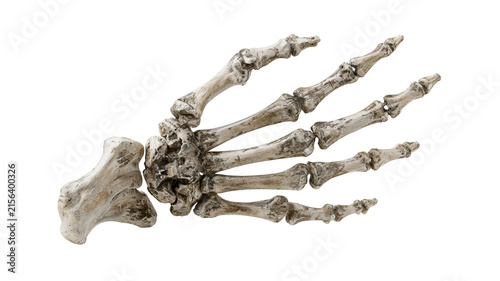 Highly realistic skeleton hand with intricate bone details and eerie Halloween style, isolated PNG on transparent background
