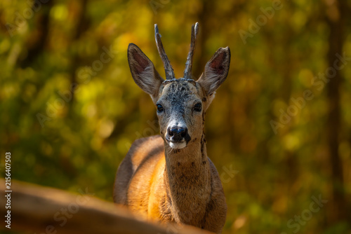 Roebuck in the woods.