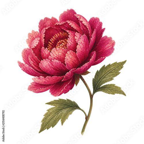 Peony