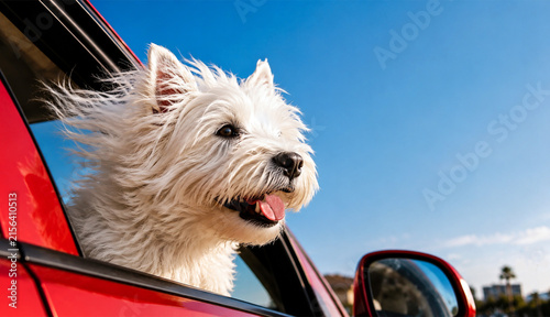 Windblown Westie on a Sunny Drive, dog in the car