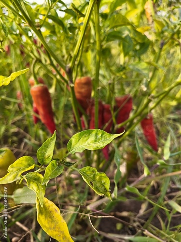 Fotografie Red chilies on plant,Nature Photo, Village life, Background for poetry, romantic