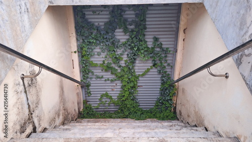 Overgrown Stairway Leads Down Abandoned Shutter Door