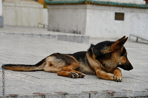 Portrait of the stray dog lying on the stone surface