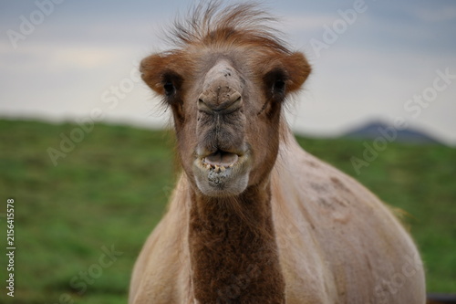Closeup of camel head in Gobi desert, Mongolia