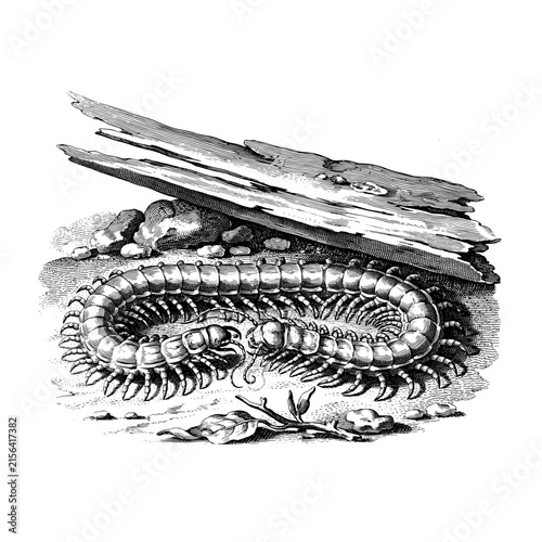 Vintage engraving of a centipede under wood