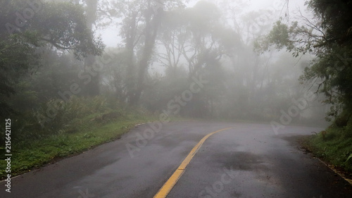 
Graciosa Road on a foggy day—a historic road in the Serra do Mar mountains of Paraná state, winding through the lush Atlantic Forest amidst flowering trees.
