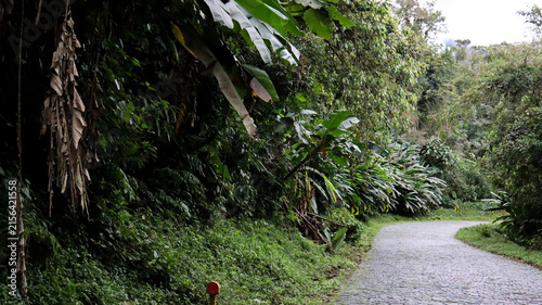 
Graciosa Road on a foggy day—a historic road in the Serra do Mar mountains of Paraná state, winding through the lush Atlantic Forest amidst flowering trees.