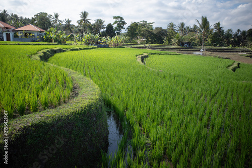 Terraced rice fields displaying vibrant green rice plants, nourished by an intricate irrigation system, create a serene agricultural landscape with palm trees and a bright sky in the background
