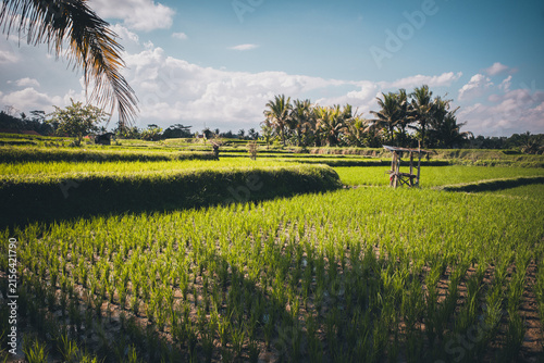 Rice terraces creating a vibrant green agricultural landscape in a tropical region, cultivating paddy fields under a bright blue sky with palm trees