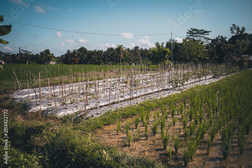 Tropical agricultural landscape featuring an outdoor vegetable garden with young plants growing on plastic mulch rows and a thriving rice paddy under a clear blue sky