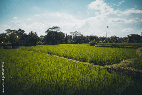 Vibrant green rice paddies creating a serene agricultural landscape under a bright blue sky with fluffy clouds, showcasing traditional farming in Southeast Asia