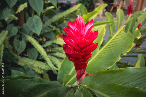 Red ginger Alpinia purpurata tropical flower blooming vibrant in a lush green garden showing its detailed texture and striking color in a natural botanical environment
