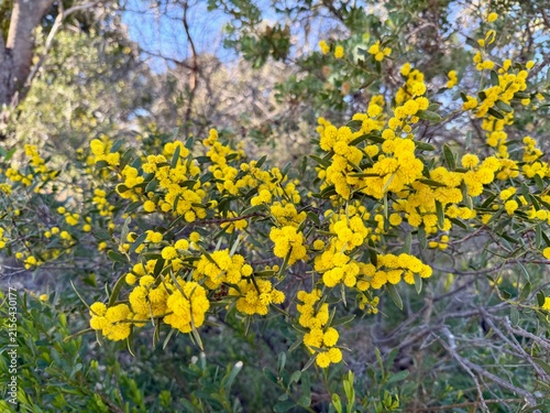 Photography Australian Native Wattle in Flower Golden Yellow Native Flora