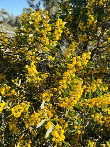 Canvas Print Green and Gold Australian Wattle in Flower Native Flora