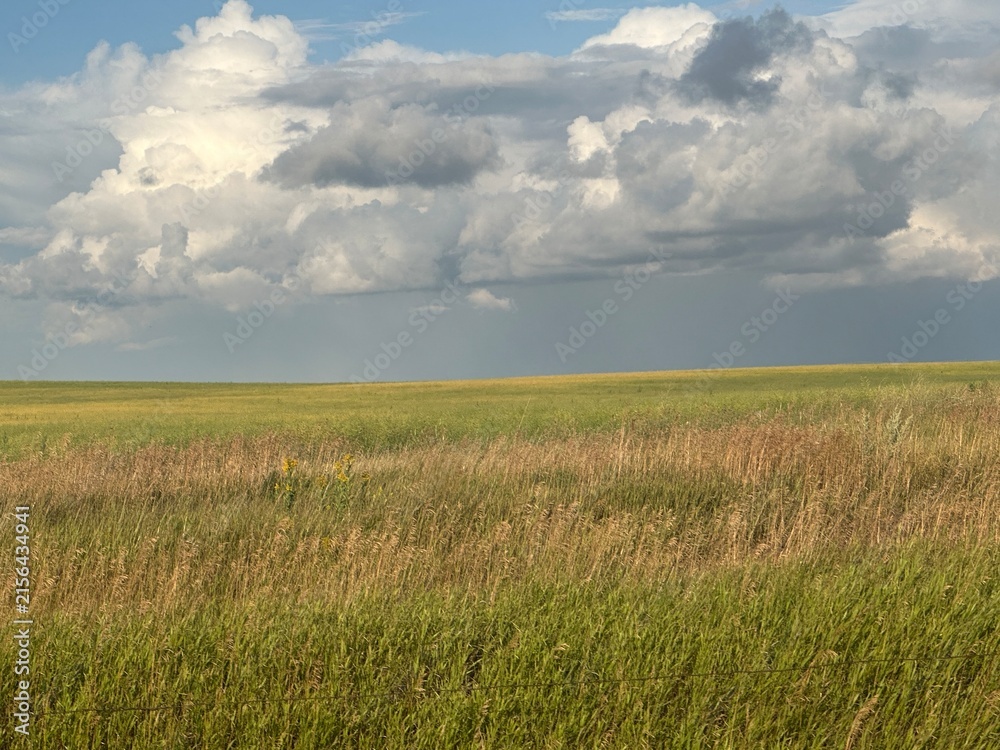 Obraz premium Expansive Open Farmland Field With Scenic Rural Landscape, Green Agricultural Land, Wide Prairie Views and Peaceful Countryside Scenery
