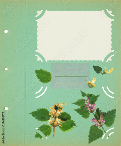 Photo album with empty photo frames with corners. Page for stories.  Scrapbook, floral elements. Page from old photo album. Dried pressed dead-nettle flowers. Postcard, banner, poster, invitations.