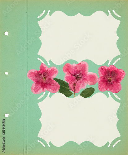 Photo album with empty photo frames with corners. Page for stories.  Scrapbook, floral elements. Page from old photo album. Dried pressed azalea scarlet flowers. Postcard, banner, poster, invitations.