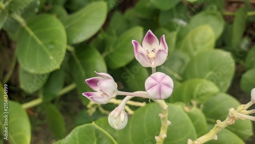 Close up macro view of calotropis procera purple and white flowers with unopened bud natural lighting photo for wild flora botany and medicinal plant concept
