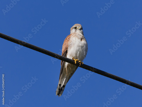 Nankeen Kestrel (Falco cenchroides) perched on a powerline with a clear blue sky background.	
