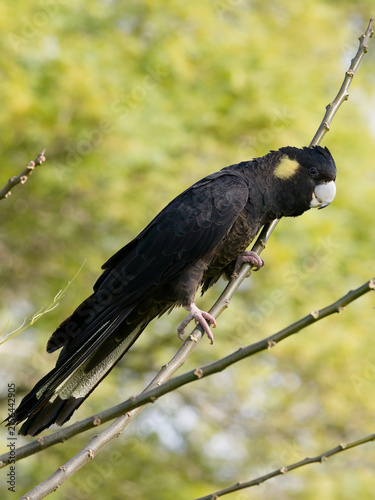 Yellow-tailed Black Cockatoo (Zanda funerea)perched on a tree branch with out of focus trees with green leaves  and backlit sky in the back ground in portrait view.