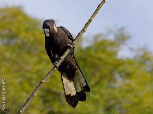 Yellow-tailed Black Cockatoo (Zanda funerea)perched on a tree branch with out of focus trees with green leaves  and backlit sky in the back ground in portrait view.