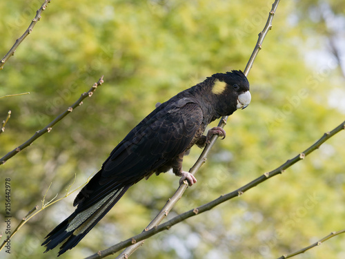 Yellow-tailed Black Cockatoo (Zanda funerea)perched on a tree branch with out of focus trees with green leaves  and backlit sky in the back ground in portrait view.