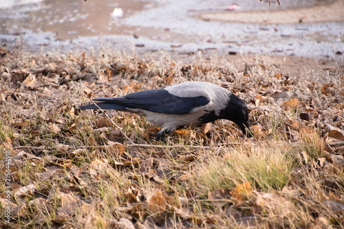 Foto A gray crow foraging in dry yellow grass during autumn, searching for food in a natural outdoor environment
