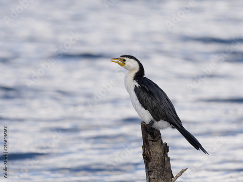 Little Pied Cormorant, little shag or kawaupaka (Microcarbo melanoleucos) perched on a weathered tree stump with out of focus water view in background.	
