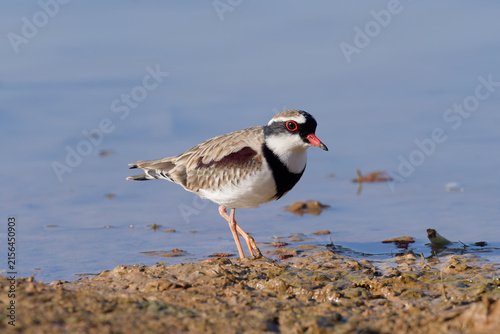 Black-fronted Dotterel (Charadrius melanops) wading along the muddy shoreline at low tide with water in background.	