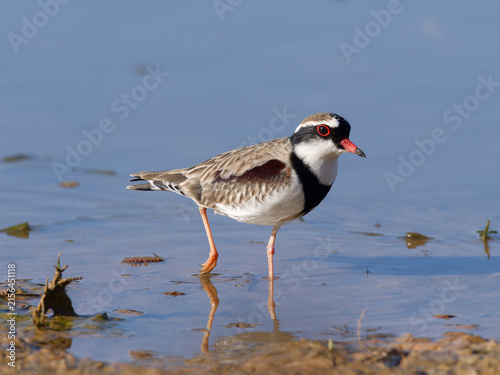 Black-fronted Dotterel (Charadrius melanops) wading along the muddy shoreline at low tide with water in background.	