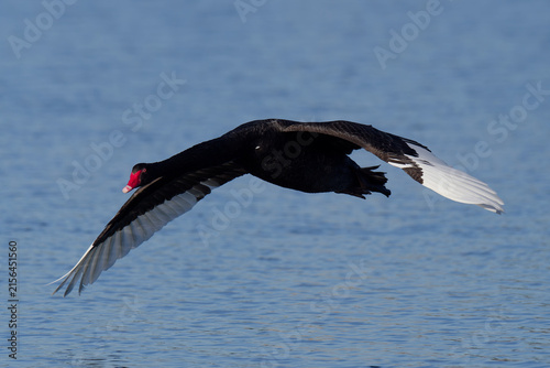Australia Black Swan (Cygnus atratus) in flight over water.
